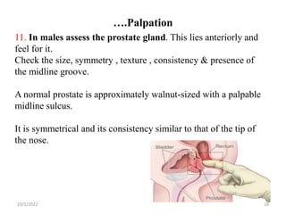 ….Palpation
10/1/2022 18
11. In males assess the prostate gland. This lies anteriorly and
feel for it.
Check the size, symmetry , texture , consistency & presence of
the midline groove.
A normal prostate is approximately walnut-sized with a palpable
midline sulcus.
It is symmetrical and its consistency similar to that of the tip of
the nose.
 