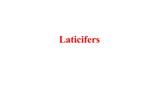 Laticifers
 