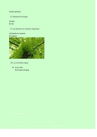 C) Son aparatos


8. Sostiene las hojas
A) tallo
B) raíz



9. Las plantas al respirar expulsan
A) dióxido de carbono
B) oxígeno



10. La clorofila capta
A) la luz solar
B) el vapor de agua

1 ª parte La Tierra

CLAVE
1C–2A–3A– 4 A - 5 C–

6 A - 7 B - 8 A - 9 A - 10 C 1º PARTE

 