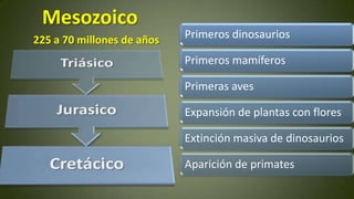 Mesozoico
225 a 70 millones de años

Primeros dinosaurios

Primeros mamíferos
Primeras aves
Expansión de plantas con flores
Extinción masiva de dinosaurios
Aparición de primates

 