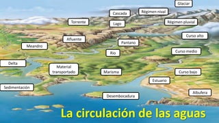 Glaciar
Cascada
Torrente

Régimen nival
Régimen pluvial

Lago

Curso alto

Afluente

Pantano

Meandro

Curso medio

Rio
Delta

Material
transportado

Marisma

Curso bajo
Estuario

Sedimentación
Desembocadura

Albufera

La circulación de las aguas

 