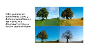 Estos periodos son
normalmente cuatro y
duran aproximadamente
tres meses y se
denominan: primavera,
verano, otoño e invierno.
 