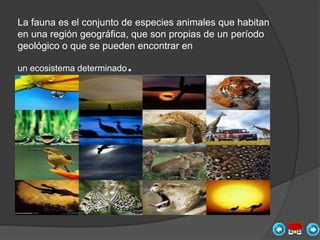 La fauna es el conjunto de especies animales que habitan
en una región geográfica, que son propias de un período
geológico o que se pueden encontrar en

un ecosistema determinado   .
 
