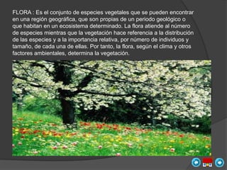 FLORA : Es el conjunto de especies vegetales que se pueden encontrar
en una región geográfica, que son propias de un periodo geológico o
que habitan en un ecosistema determinado. La flora atiende al número
de especies mientras que la vegetación hace referencia a la distribución
de las especies y a la importancia relativa, por número de individuos y
tamaño, de cada una de ellas. Por tanto, la flora, según el clima y otros
factores ambientales, determina la vegetación.
 