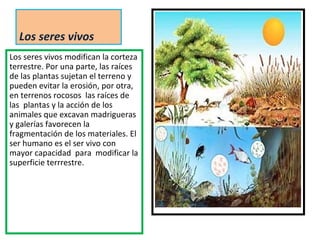 Los seres vivos
Los seres vivos modifican la corteza
terrestre. Por una parte, las raíces
de las plantas sujetan el terreno y
pueden evitar la erosión, por otra,
en terrenos rocosos las raíces de
las plantas y la acción de los
animales que excavan madrigueras
y galerías favorecen la
fragmentación de los materiales. El
ser humano es el ser vivo con
mayor capacidad para modificar la
superficie terrrestre.
 