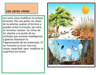 Los seres vivos Los seres vivos modifican la corteza terrestre. Por una parte, las raíces de las plantas sujetan el terreno y pueden evitar la erosión, por otra, en terrenos rocosos  las raíces de las  plantas y la acción de los animales que excavan madrigueras y galerías favorecen la fragmentación de los materiales. El ser humano es el ser vivo con mayor capacidad  para  modificar la superficie terrrestre. 