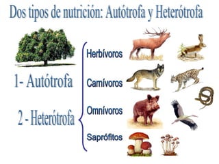 Los seres con
nutrición heterótrofaheterótrofa
son incapaces de
fabricar su propio
alimento. Son los
animales y también
ot...