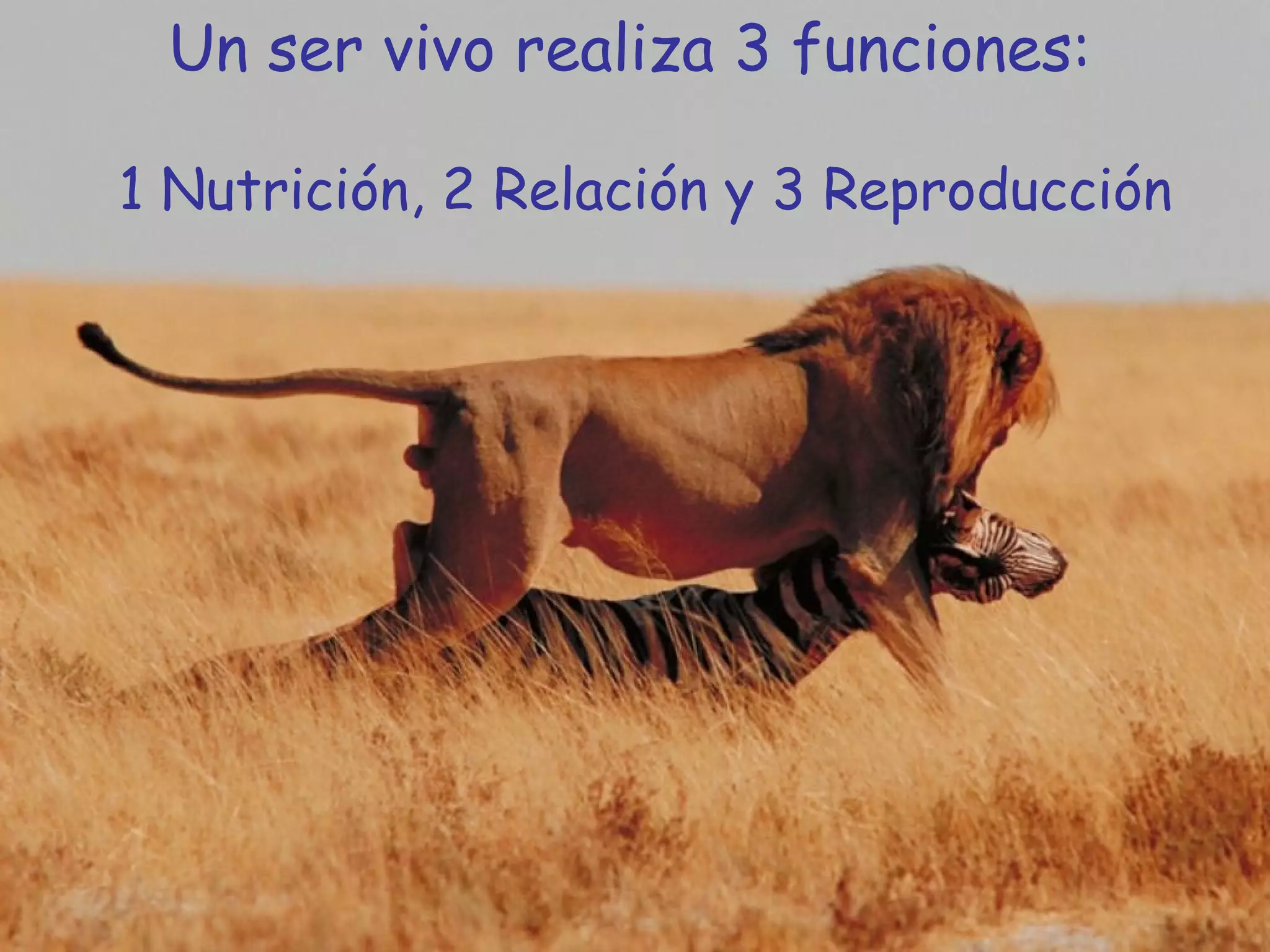 Un ser vivo realiza 3 funciones: 1 Nutrición, 2 Relación y 3 Reproducción 