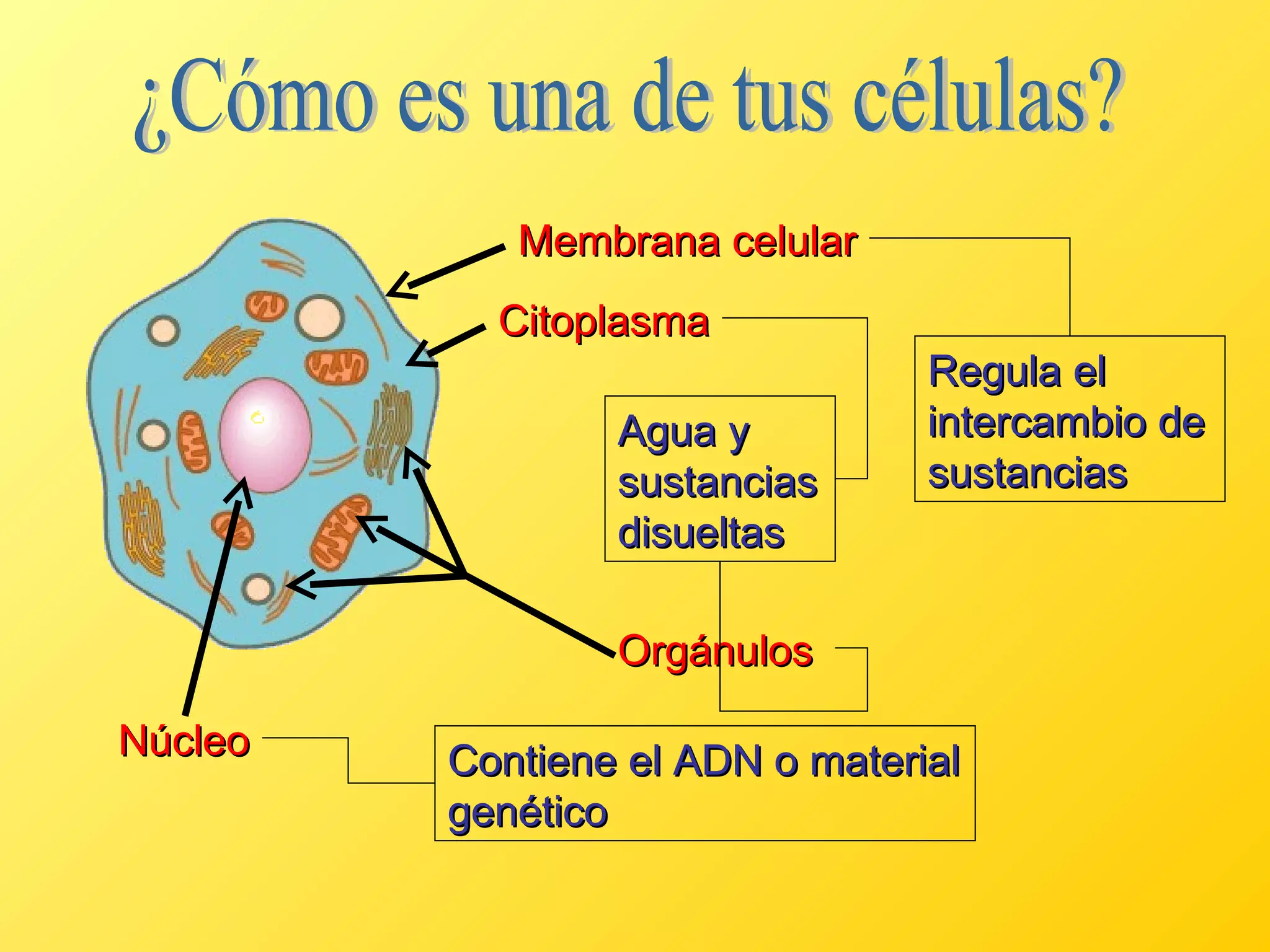 Agua y sustancias disueltas Membrana celular Citoplasma Núcleo Contiene el ADN o material genético Regula el intercambio de sustancias Orgánulos ¿Cómo es una de tus células? 