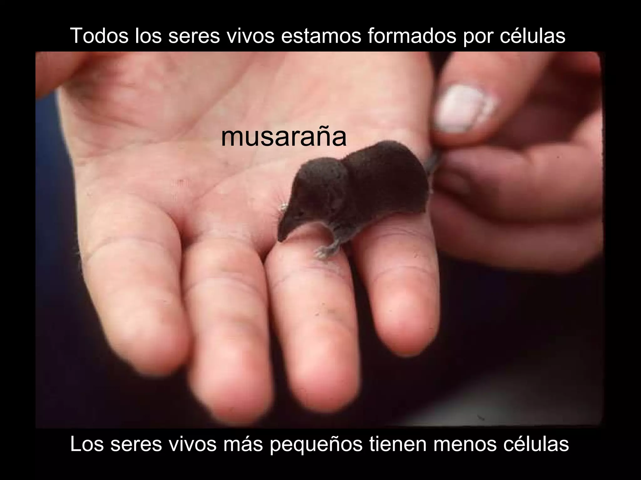 Todos los seres vivos estamos formados por células musaraña Los seres vivos más pequeños tienen menos células 