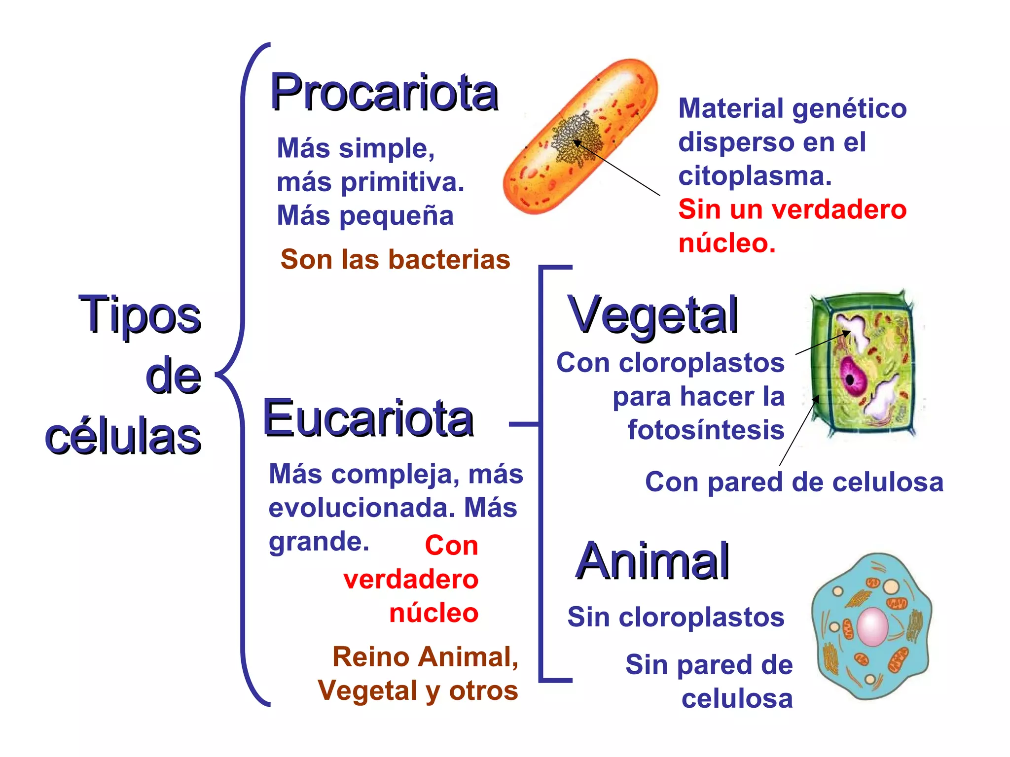Tipos de células Procariota Eucariota Animal Vegetal Más simple, más primitiva. Más pequeña Más compleja, más evolucionada. Más grande. Material genético disperso en el citoplasma. Sin un verdadero núcleo. Con verdadero núcleo Sin cloroplastos Con cloroplastos para hacer la fotosíntesis Sin pared de celulosa Con pared de celulosa Son las bacterias Reino Animal, Vegetal y otros 