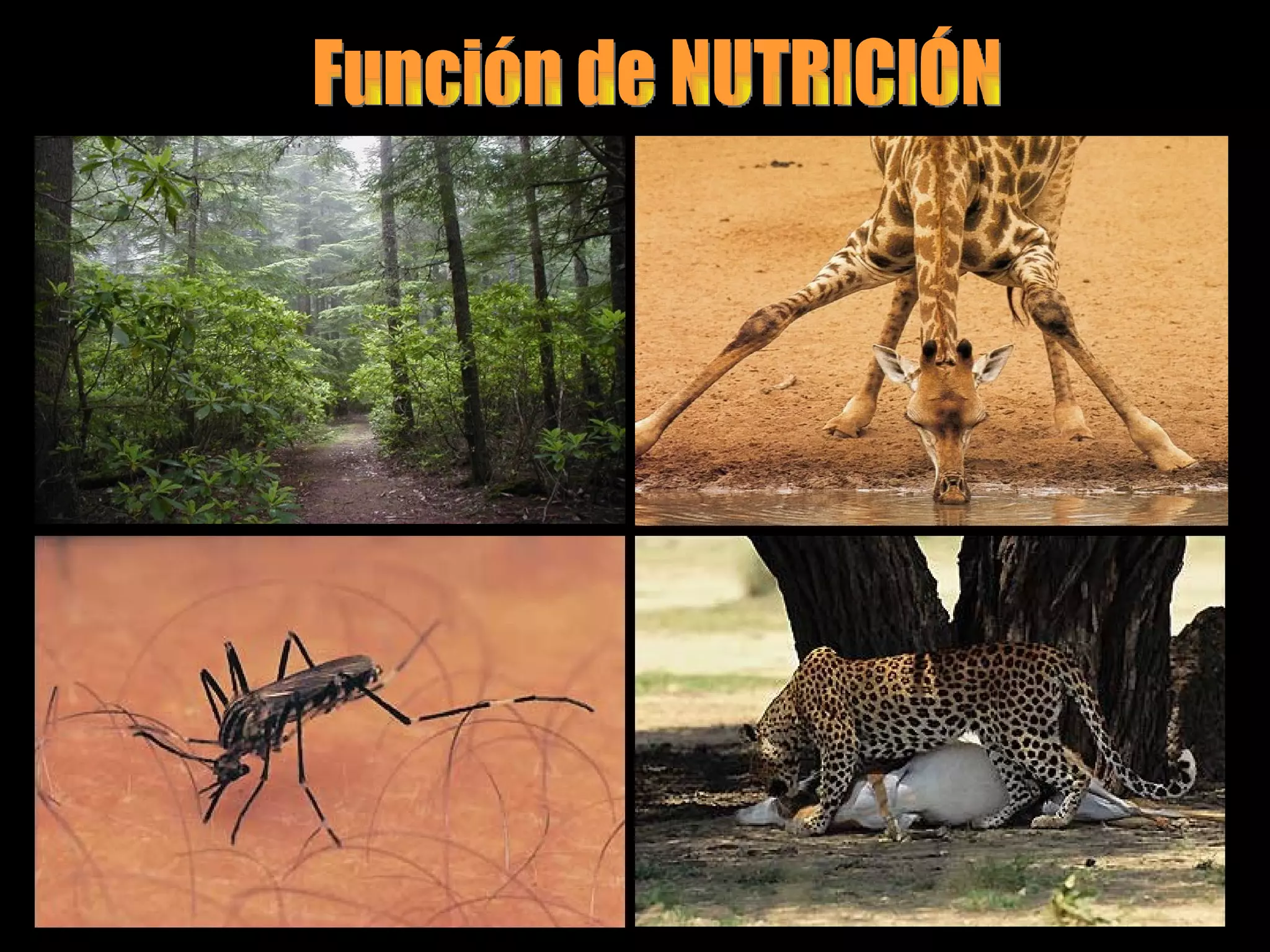 Función de NUTRICIÓN 