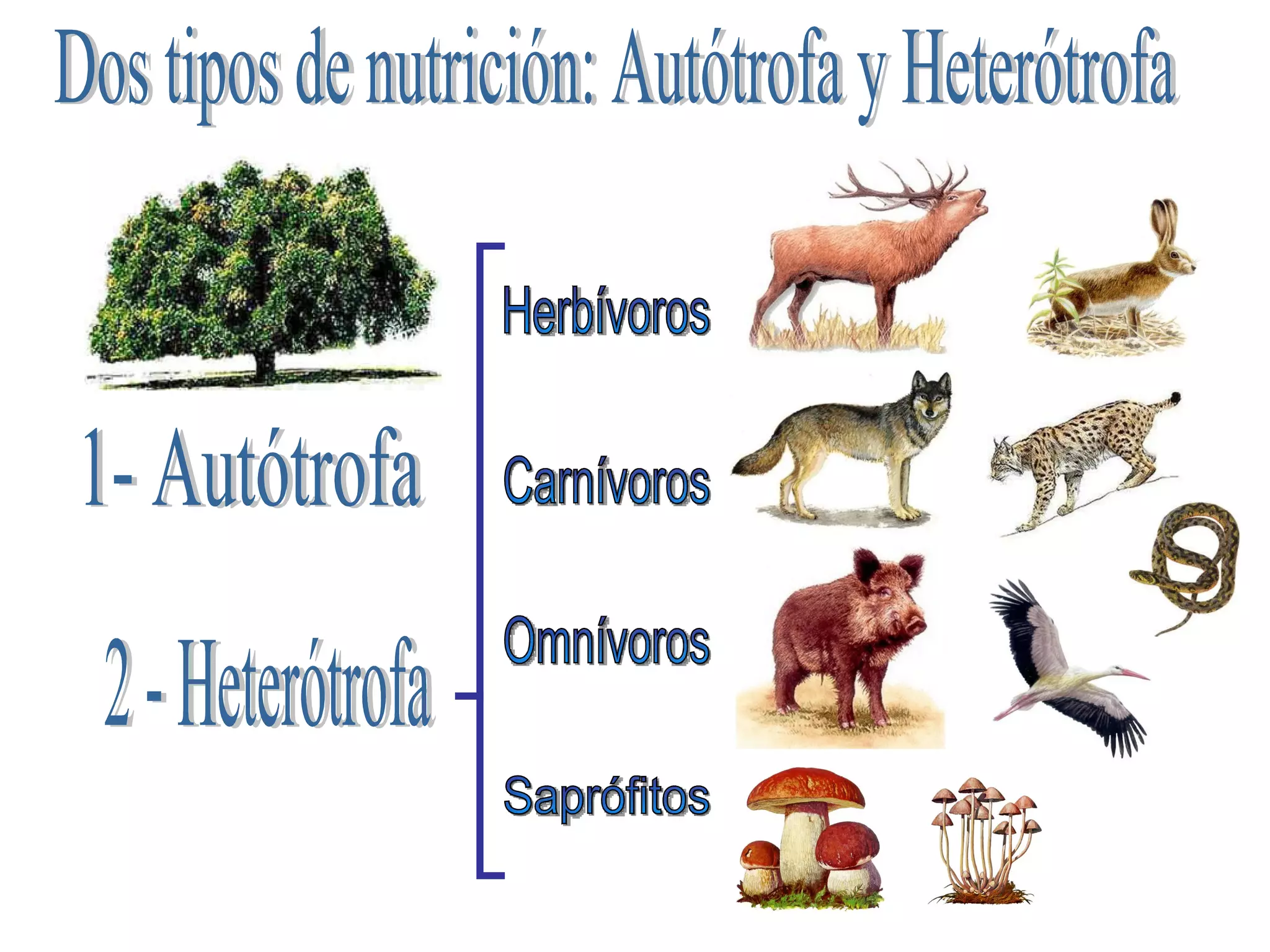 1- Autótrofa 2 - Heterótrofa Carnívoros Herbívoros Omnívoros Saprófitos Dos tipos de nutrición: Autótrofa y Heterótrofa 