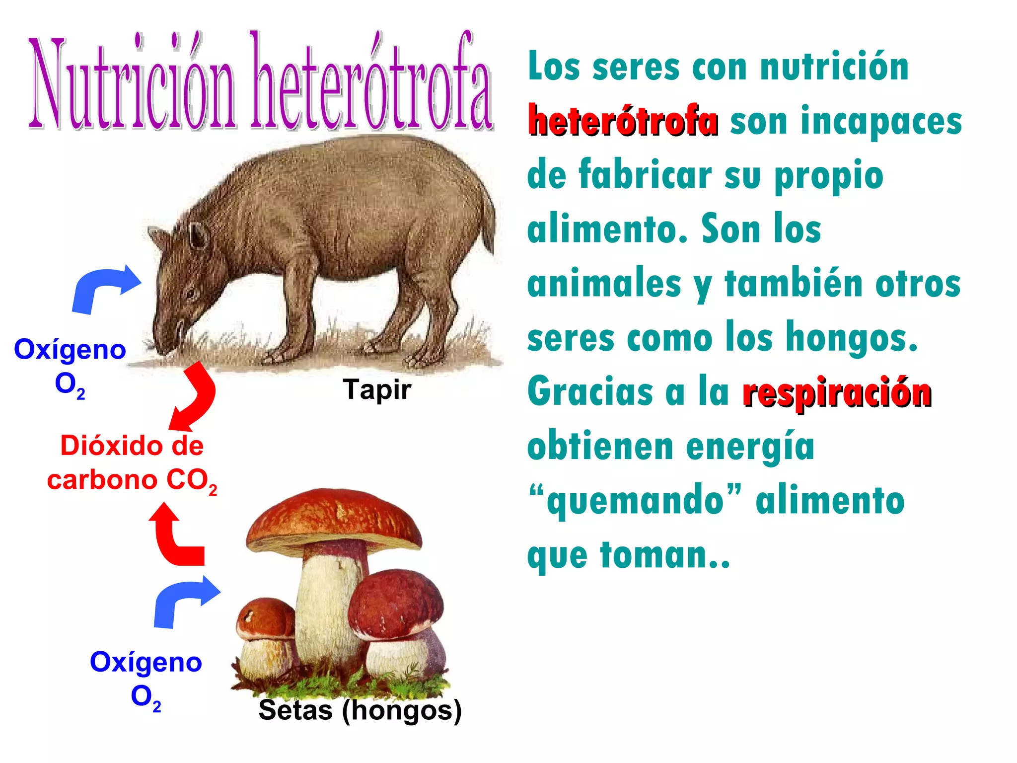 Los seres con nutrición  heterótrofa  son incapaces de fabricar su propio alimento. Son los animales y también otros seres como los hongos. Gracias a la  respiración  obtienen energía “quemando” alimento que toman.. Tapir Oxígeno O 2 Dióxido de carbono CO 2 Oxígeno O 2 Setas (hongos) Nutrición heterótrofa 