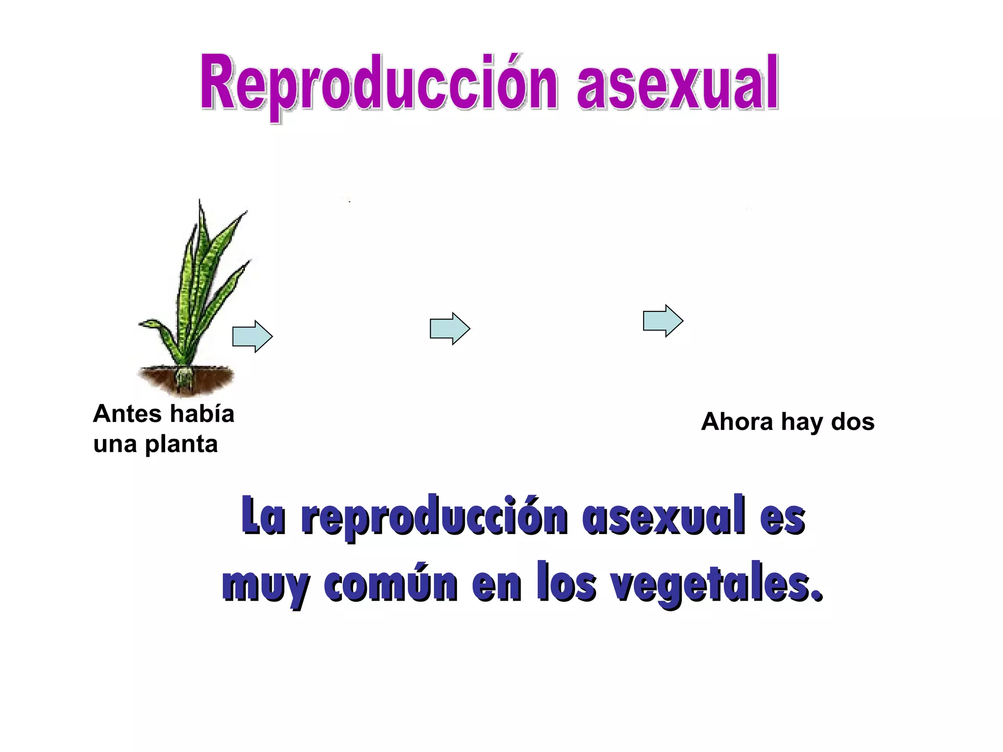 Reproducción asexual La reproducción asexual es muy común en los vegetales. Antes había una planta Ahora hay dos 