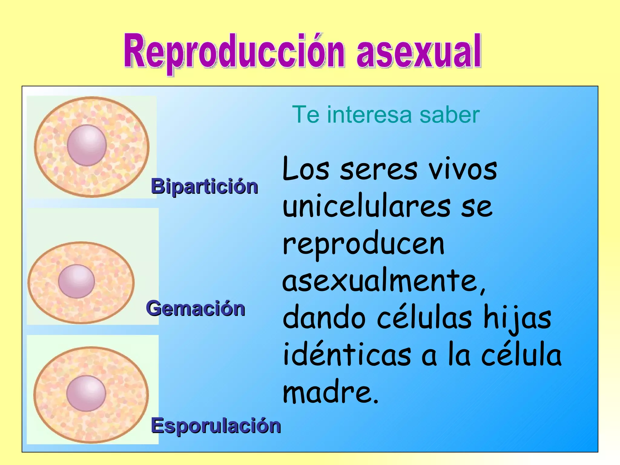 Reproducción asexual Los seres vivos unicelulares se reproducen asexualmente, dando células hijas idénticas a la célula madre. Te interesa saber Bipartición Gemación Esporulación 