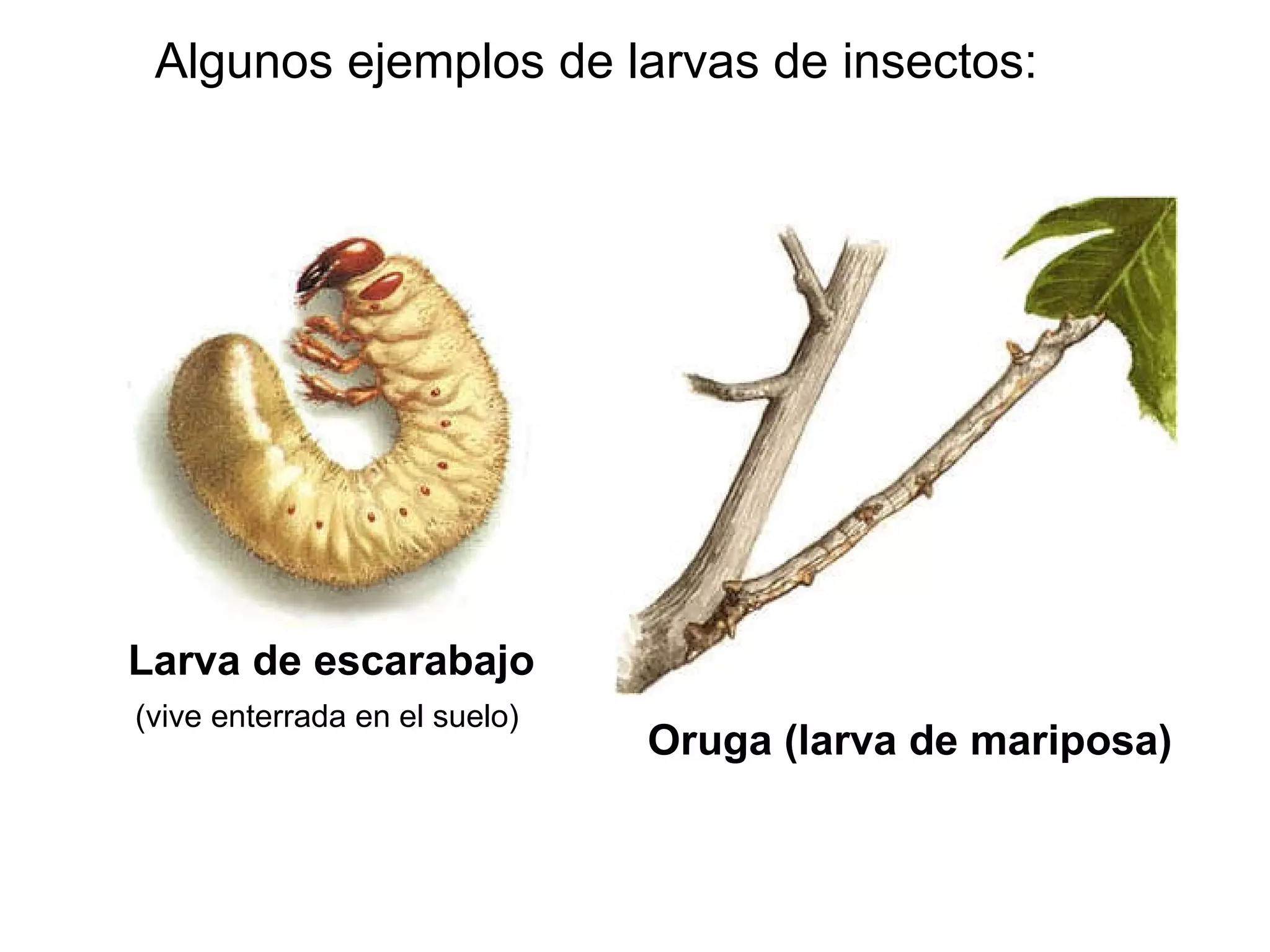 Larva de escarabajo Algunos ejemplos de larvas de insectos: Oruga (larva de mariposa) (vive enterrada en el suelo) 