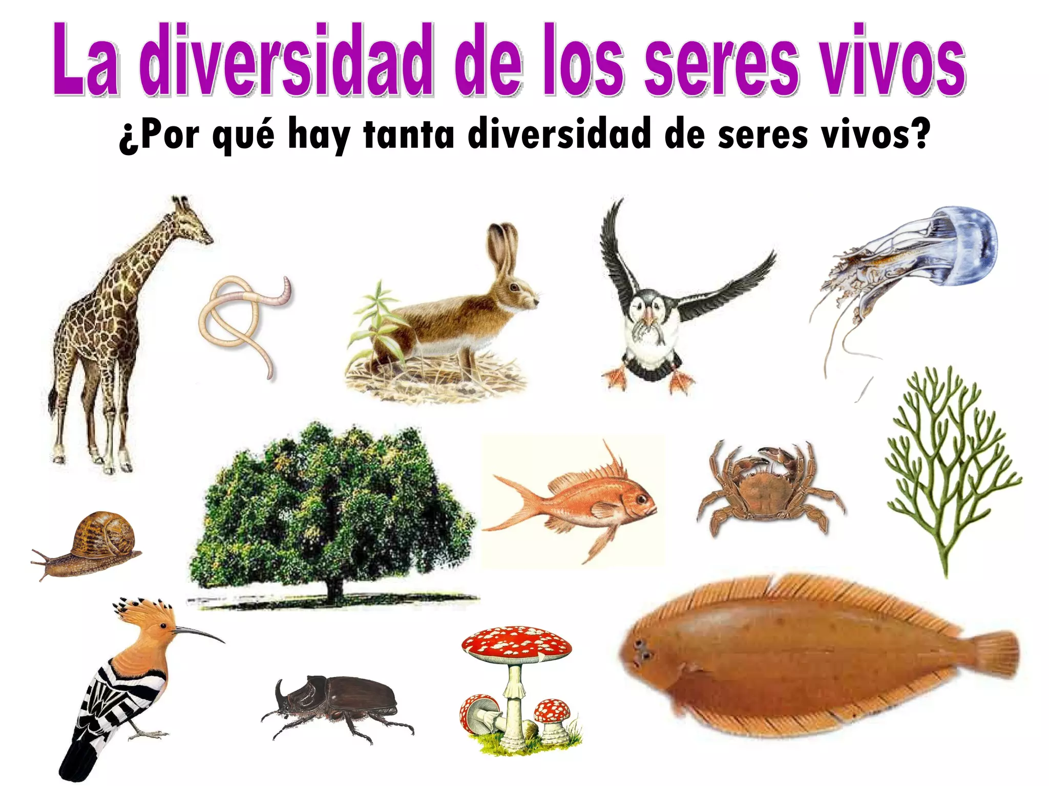 La diversidad de los seres vivos ¿Por qué hay tanta diversidad de seres vivos? 