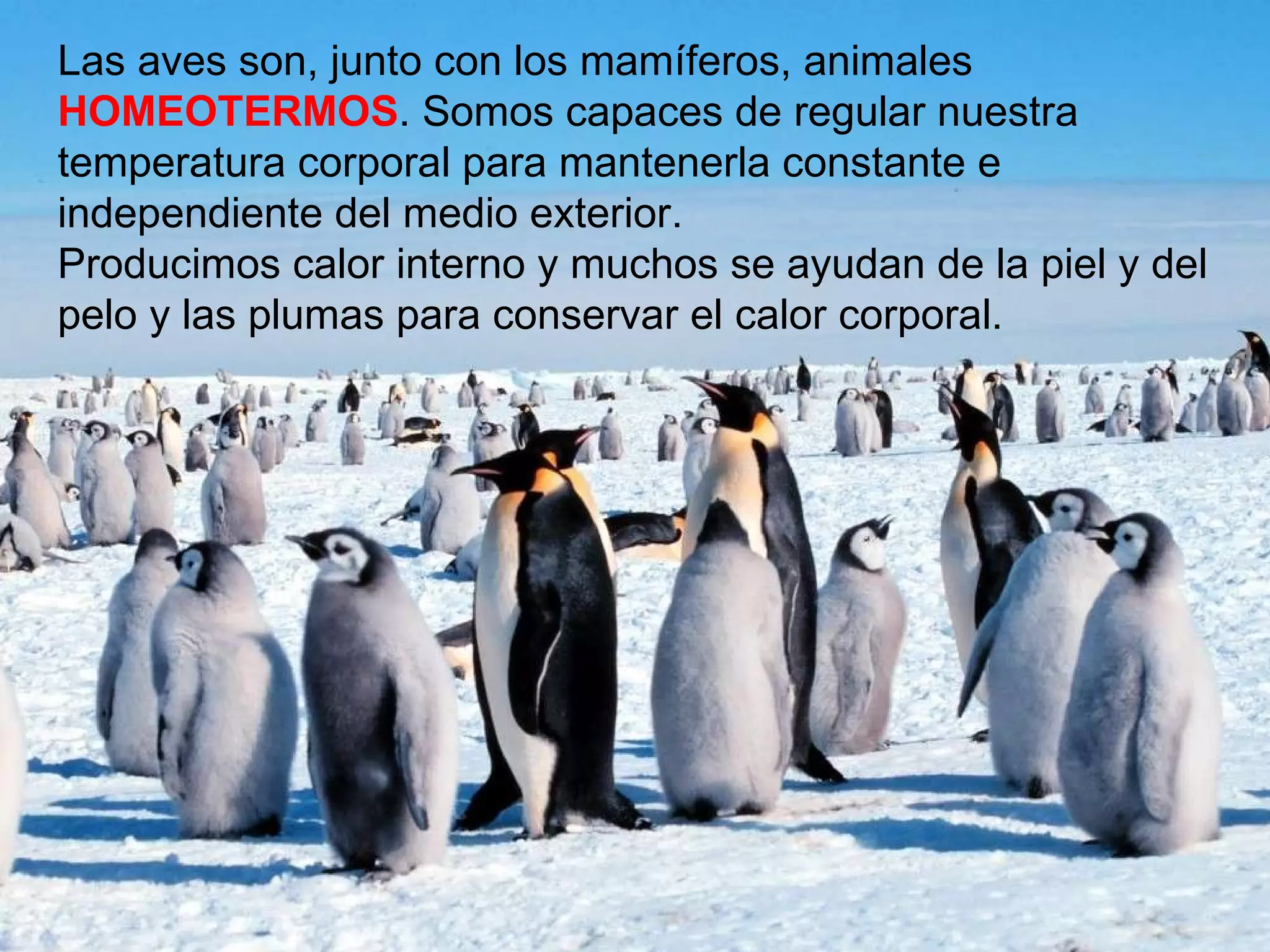 Las aves son, junto con los mamíferos, animales  HOMEOTERMOS . Somos capaces de regular nuestra temperatura corporal para mantenerla constante e independiente del medio exterior. Producimos calor interno y muchos se ayudan de la piel y del pelo y las plumas para conservar el calor corporal. 
