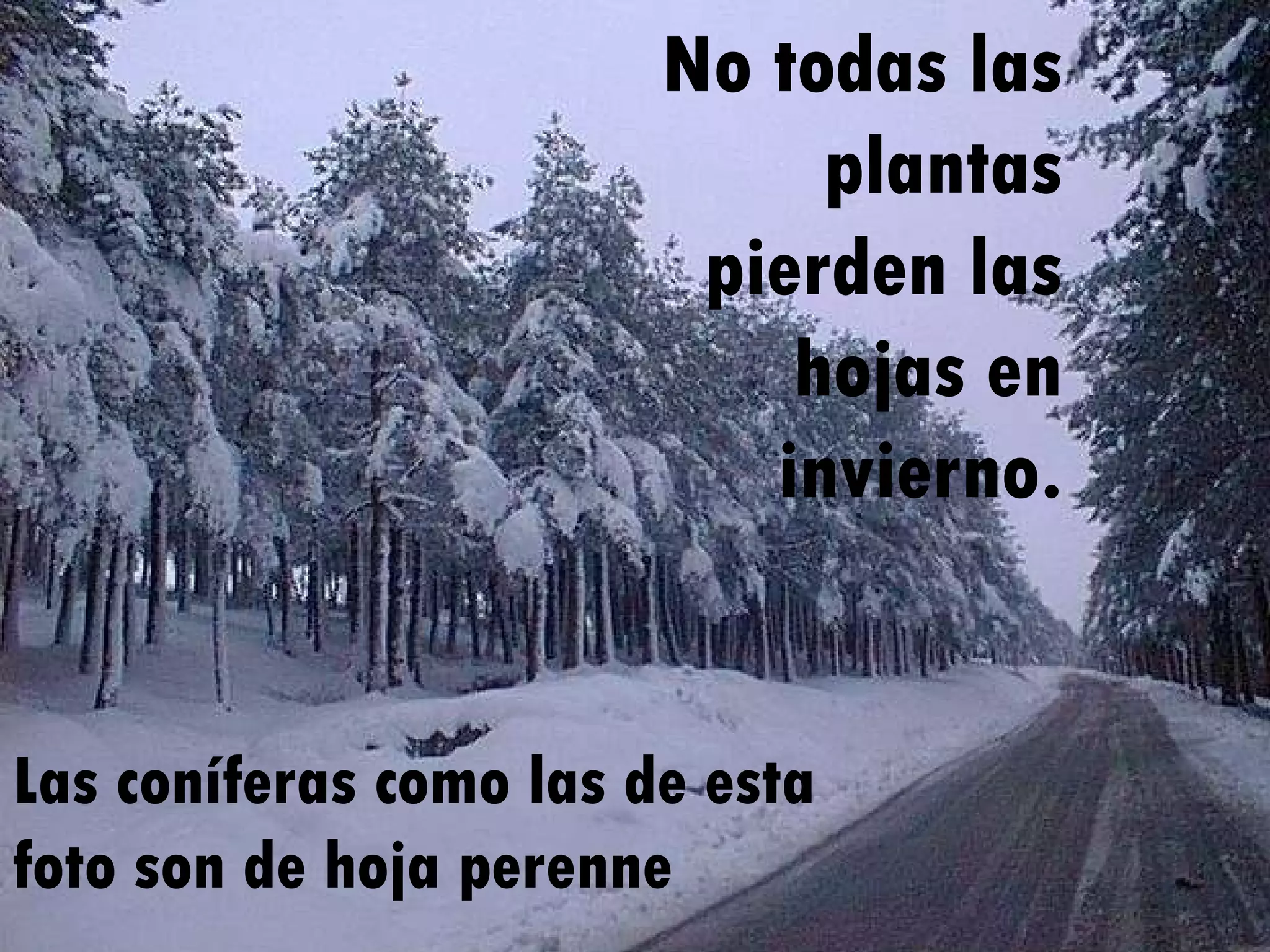 No todas las plantas pierden las hojas en invierno. Las coníferas como las de esta foto son de hoja perenne 