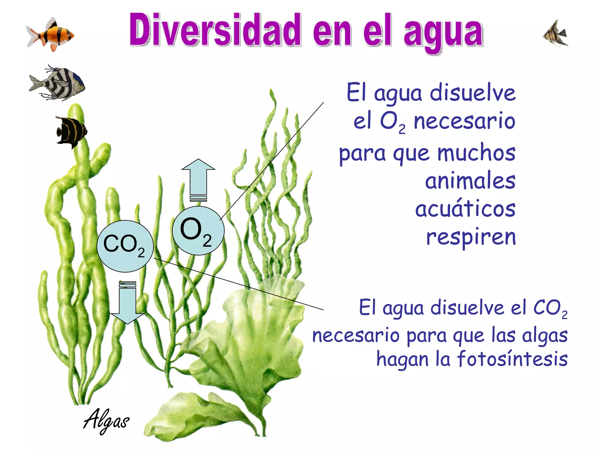 El agua disuelve el CO 2  necesario para que las algas hagan la fotosíntesis Algas Diversidad en el agua El agua disuelve el O 2  necesario para que muchos animales acuáticos respiren O 2 CO 2 