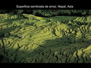 Superficie sembrada de arroz, Nepal, Asia 
 
