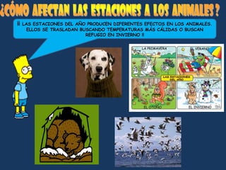 ¡¡   LAS ESTACIONES DEL AÑO PRODUCEN DIFERENTES EFECTOS EN LOS ANIMALES.
      ELLOS SE TRASLADAN BUSCANDO TEMPERATURAS MÁS CÁLIDAS O BUSCAN
                           REFUGIO EN INVIERNO !!
 