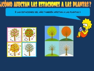 ¡¡   LAS ESTACIONES DEL AÑO TAMBIÉN AFECTAN A LAS PLANTAS !!
 