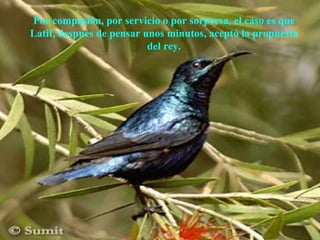 Por compasión, por servicio o por sorpresa, el caso es que Latif, después de pensar unos minutos, aceptó la propuesta del rey. 