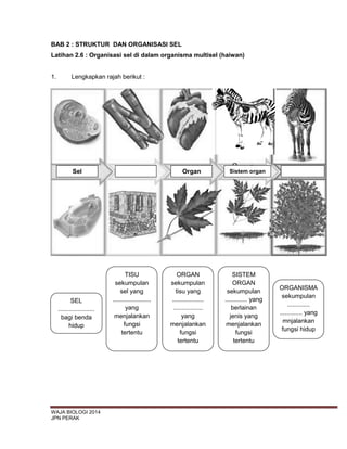 WAJA BIOLOGI 2014
JPN PERAK
BAB 2 : STRUKTUR DAN ORGANISASI SEL
Latihan 2.6 : Organisasi sel di dalam organisma multisel (haiwan)
1. Lengkapkan rajah berikut :
SEL
.....................
bagi benda
hidup
TISU
sekumpulan
sel yang
......................
yang
menjalankan
fungsi
tertentu
ORGAN
sekumpulan
tisu yang
..................
.................
yang
menjalankan
fungsi
tertentu
SISTEM
ORGAN
sekumpulan
............. yang
berlainan
jenis yang
menjalankan
fungsi
tertentu
ORGANISMA
sekumpulan
.............
............. yang
mnjalankan
fungsi hidup
Sel Organ Sistem organ
 