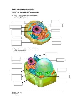 BAB 2 : SEL DAN ORGANISASI SEL
Latihan 2.2 : Organel dan fungsinya
1. Lukis dan labelkan satu sel haiwan dan satu sel tumbuhan. Lukisan anda
mestilah mempunyai struktur-struktur berikut: membran sel, sitoplasma,
membran nuklear, nukleus, nukleolus, kromosom, mitikondria, ribosom,
kloroplast, jasad Golgi, vakuol, dinding sel, jasad endoplasma kasar, jasad
endoplasma licin, lisosom dan sentriol
Sel haiwan
Sel tumbuhan
WAJA BIOLOGI 2014
JPN PERAK
 