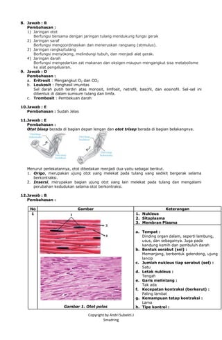 Copyright by Andri Subekti.J
Smadring
8. Jawab : B
Pembahasan :
1) Jaringan otot
Berfungsi bersama dengan jaringan tulang mendukung fungsi gerak
2) Jaringan saraf
Berfungsi mengoordinasikan dan meneruskan rangsang (stimulus).
3) Jaringan rangka/tulang
Berfungsi menyokong, melindungi tubuh, dan menjadi alat gerak.
4) Jaringan darah
Berfungsi mengedarkan zat makanan dan oksigen maupun mengangkut sisa metabolisme
ke alat pengeluaran.
9. Jawab : D
Pembahasan :
a. Eritrosit : Mengangkut O2 dan CO2
b. Leukosit : Penghasil imunitas
Sel darah putih terdiri atas monosit, limfosit, netrofil, basofil, dan eosinofil. Sel-sel ini
dibentuk di dalam sumsum tulang dan limfa.
c. Trombosit : Pembekuan darah
10.Jawab : E
Pembahasan : Sudah Jelas
11.Jawab : E
Pembahasan :
Otot bisep berada di bagian depan lengan dan otot trisep berada di bagian belakangnya.
Menurut perlekatannya, otot dibedakan menjadi dua yaitu sebagai berikut.
1. Origo, merupakan ujung otot yang melekat pada tulang yang sedikit bergerak selama
berkontraksi.
2. Insersi, merupakan bagian ujung otot yang lain melekat pada tulang dan mengalami
perubahan kedudukan selama otot berkontraksi.
12.Jawab : B
Pembahasan :
No Gambar Keterangan
1
Gambar 1. Otot polos
1. Nukleus
2. Sitoplasma
3. Membran Plasma
a. Tempat :
Dinding organ dalam, seperti lambung,
usus, dan sebagainya. Juga pada
kandung kemih dan pembuluh darah
b. Bentuk serabut (sel) :
Memanjang, berbentuk gelendong, ujung
lancip
c. Jumlah nukleus tiap serabut (sel) :
Satu
d. Letak nukleus :
Tengah
e. Garis melintang :
Tak ada
f. Kecepatan kontraksi (berkerut) :
Paling lambat
g. Kemampuan tetap kontraksi :
Lama
h. Tipe kontrol :
 