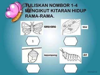 Latihan kitaran hidup haiwan | PPTX