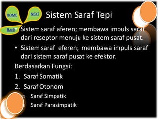 HOME       NEXT
                  Sistem Saraf Tepi
Back•Sistem saraf aferen; membawa impuls saraf
     dari reseptor menuju ke sistem saraf pusat.
   • Sistem saraf eferen; membawa impuls saraf
     dari sistem saraf pusat ke efektor.
   Berdasarkan Fungsi:
   1. Saraf Somatik
   2. Saraf Otonom
        o Saraf Simpatik
        o Saraf Parasimpatik
 