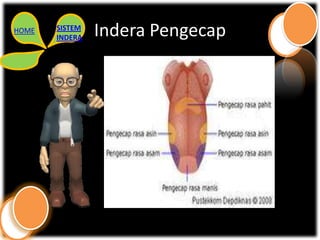 HOME   SISTEM
       INDERA   Indera Pengecap
 