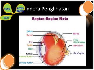 HOME   SISTEM
       INDERA   Indera Penglihatan
NEXT
 