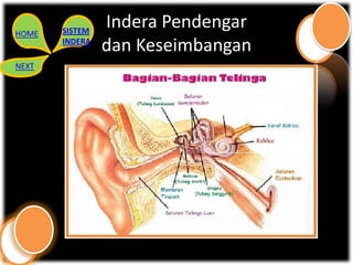 HOME   SISTEM
                Indera Pendengar
       INDERA
                dan Keseimbangan
NEXT
 