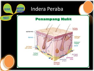 HOME   SISTEM
       INDERA   Indera Peraba
NEXT
 