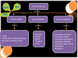 HOME        NEXT         SISTEM REGULASI

                            MENCAKUP

 Back

        SISTEM SARAF      SISTEM INDERA      SISTEM HORMON

         MENCAKUP            MENCAKUP                MENCAKUP




                             •HIDUNG        •KELENJAR HIPOFISIS
• OTAK                       •LIDAH         •KELENJAR TIROID
•SUMSUM TULANG BELAKANG      •MATA          •KELENJAR PARATIROID
•SEL ATAU SERABUT SARAF      •TELINGA       •KELENJAR ADRENAL
                             •KULIT         •OVARIUM ATAU TESTIS
                                            •PANKREAS
                                            •PLASENTA
 
