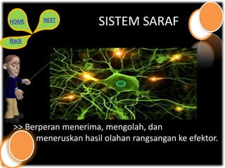 HOME    NEXT
                      SISTEM SARAF
Back




 >> Berperan menerima, mengolah, dan
      meneruskan hasil olahan rangsangan ke efektor.
 