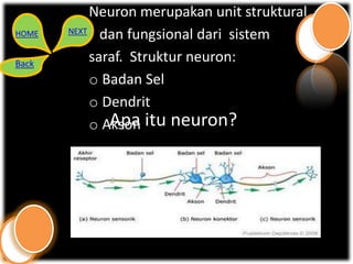 Neuron merupakan unit struktural
HOME   NEXT
              dan fungsional dari sistem
Back
            saraf. Struktur neuron:
            o Badan Sel
            o Dendrit
            o Akson itu neuron?
               Apa
 
