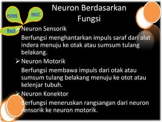 Neuron Berdasarkan
HOME    NEXT
                     Fungsi
Back Neuron Sensorik
     Berfungsi menghantarkan impuls saraf dari alat
     indera menuju ke otak atau sumsum tulang
     belakang.
    Neuron Motorik
     Berfungsi membawa impuls dari otak atau
     sumsum tulang belakang menuju ke otot atau
     kelenjar tubuh.
    Neuron Konektor
     Berfungsi meneruskan rangsangan dari neuron
     sensorik ke neuron motorik.
 