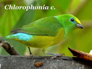 Chlorophonia c.
 