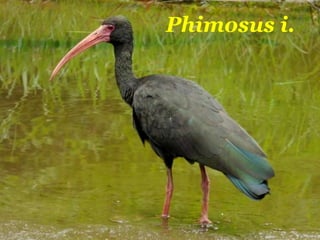Phimosus i.
 