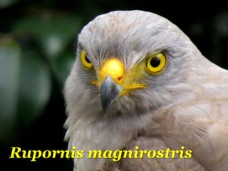 Rupornis magnirostris
 