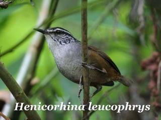 Henicorhina leucophrys
 