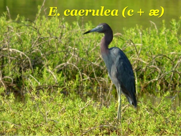 Pronunciacion Del Latin Latin Pronounciation Vocales Y Consonante