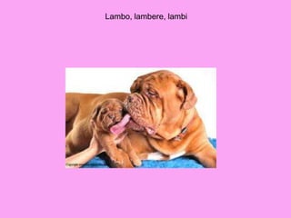 Lambo, lambere, lambi
 