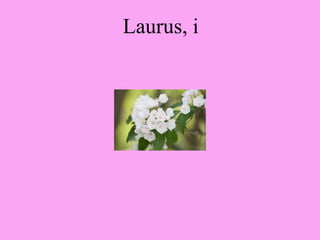 Laurus, i
 
