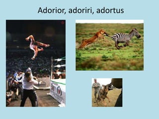 Adorior, adoriri, adortus
 